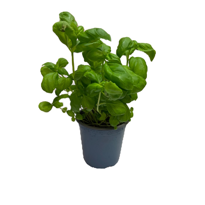 Basilikum Topf