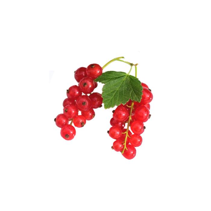 Beeren Johannisbeeren rot