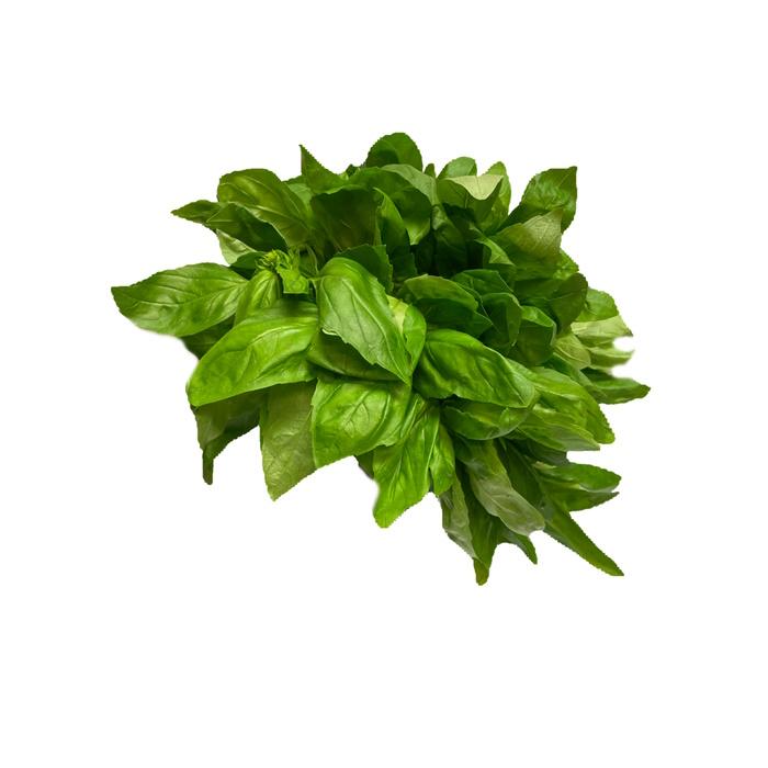 Kräuter Basilikum Bund