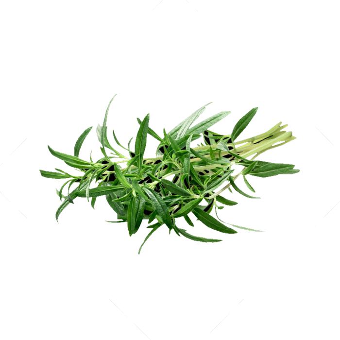 Kräuter Bohnenkraut