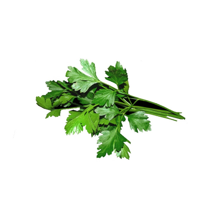Kräuter Petersilie glatt1