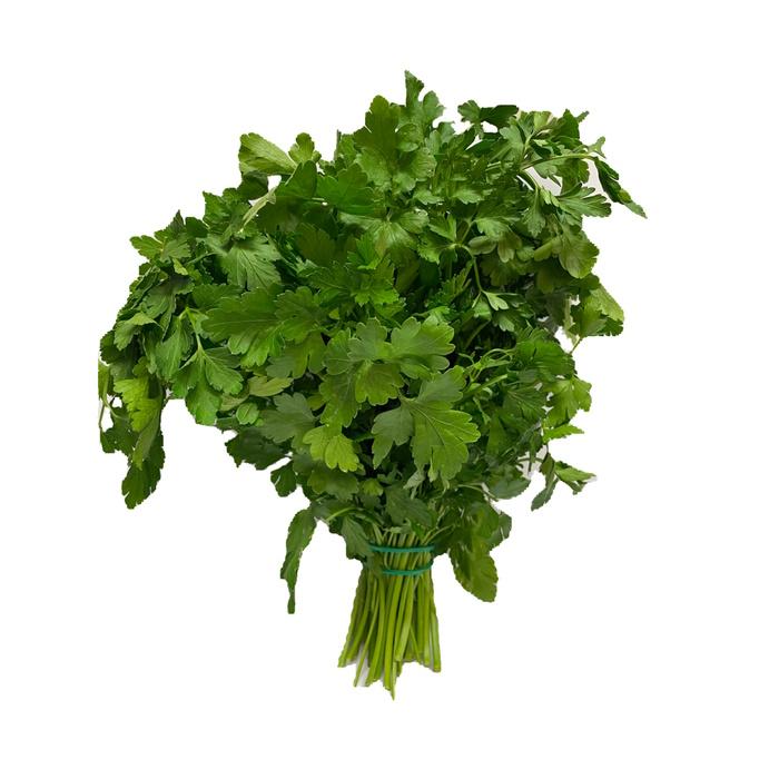 Petersilie glatt Bund