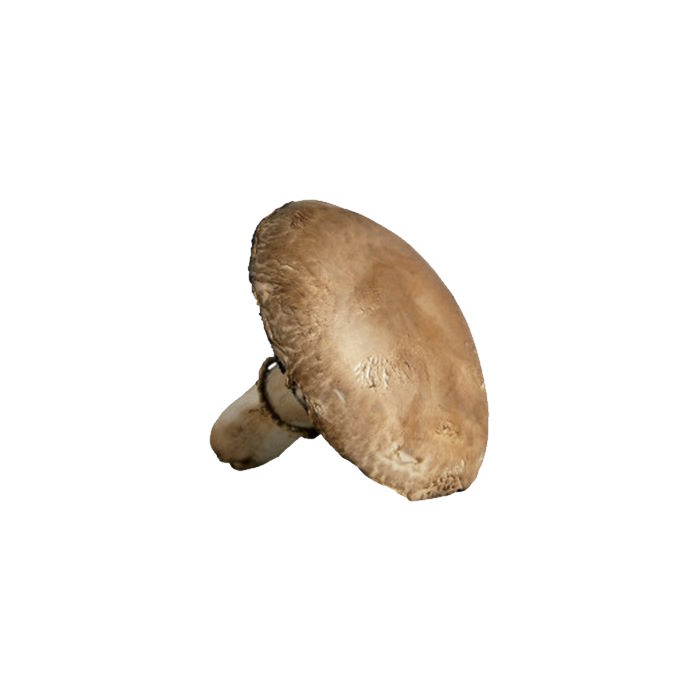 Riesenpilz Portobello