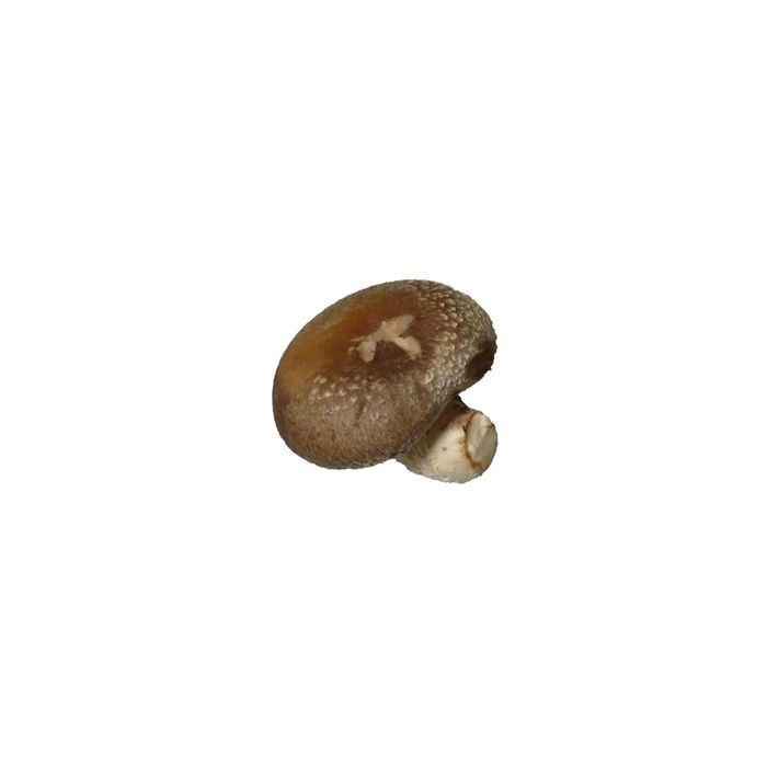 Shitake Pilz 2