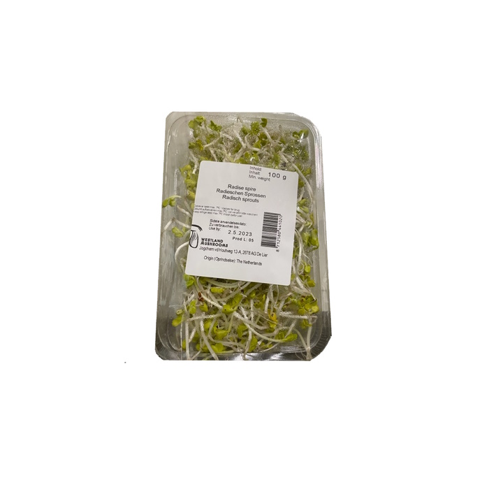 Sprossen Radieschen