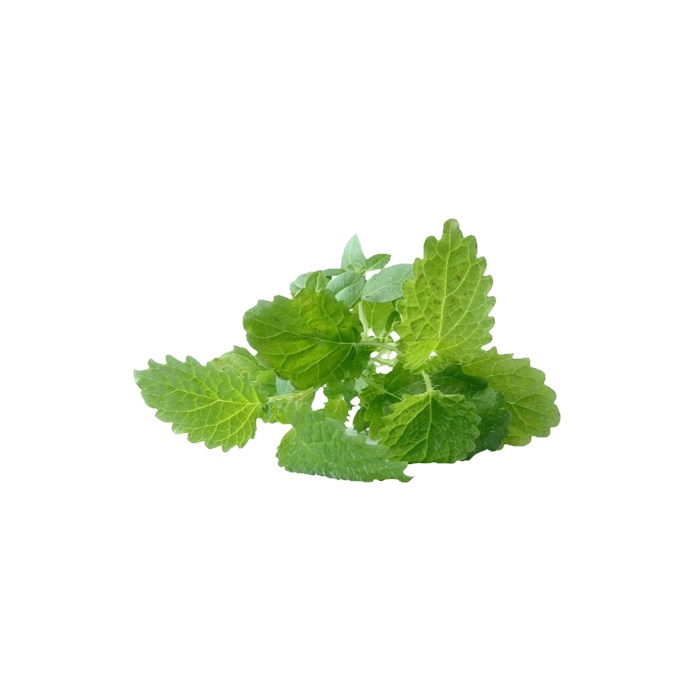 Kräuter Zitronenmelisse