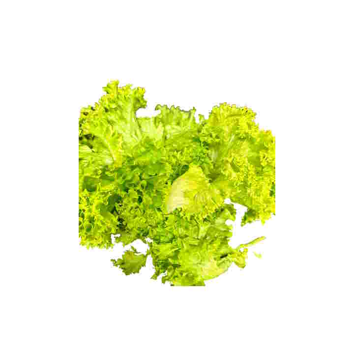 Lollo Bionda Blätter(5)